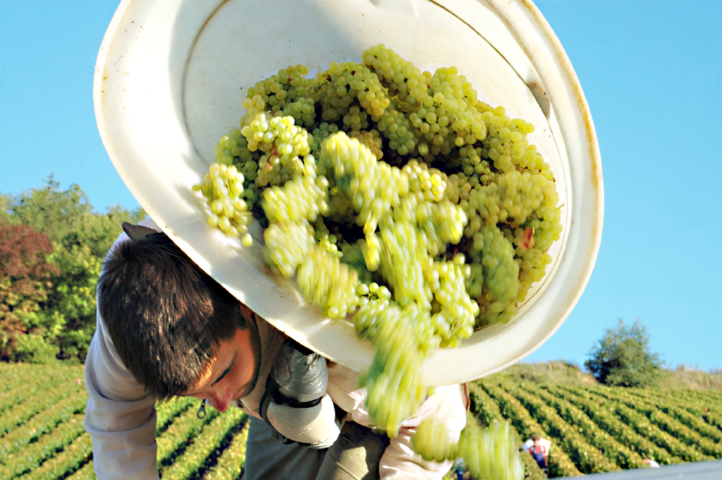 Vendanges chez François Lumpp – Givry